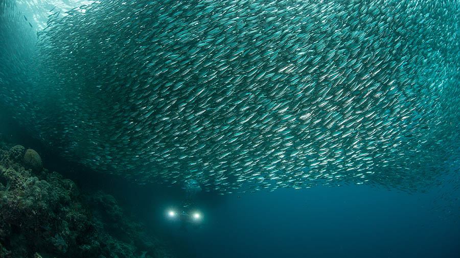 thousands of sardines in moalboal philippines