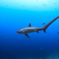 Thresher Sharks can be found at the best diving destinations in the Philippines - Malapascua
