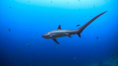 Thresher Sharks can be found at the best diving destinations in the Philippines - Malapascua