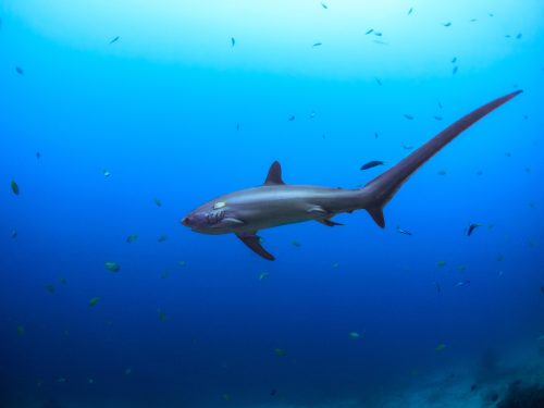 Thresher Sharks can be found at the best diving destinations in the Philippines - Malapascua