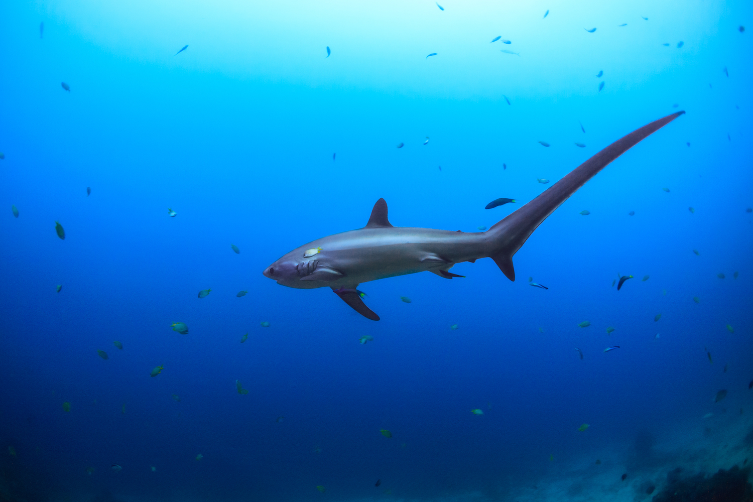 Plongée avec des requins : Les 10 meilleurs sites de plongée au monde