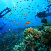 Family Dive Travel