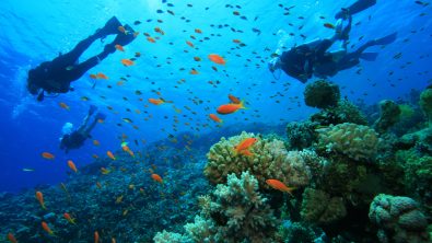 Family Dive Travel