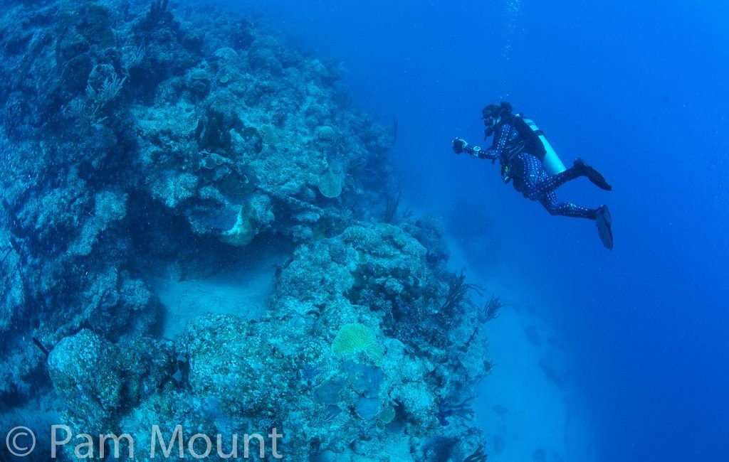 From NYC Corporate Life to Becoming a PADI Master Scuba Diver Trainer