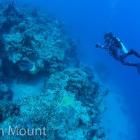 Kristen Favorito Inspiring PADI Women contest