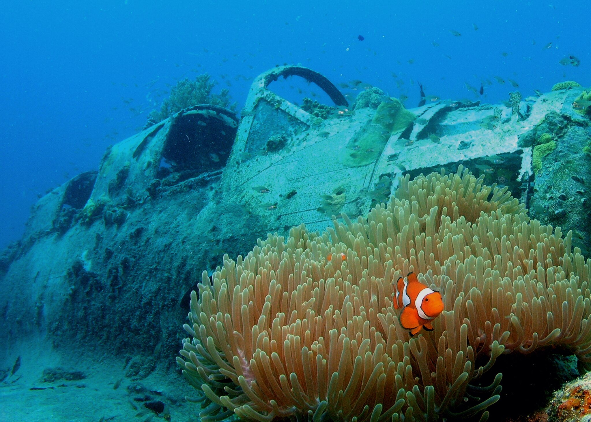 A wreck, anemone, and clownfish on a reef in Papua New Guinea, one of the top vacation destinations in June for scuba divers