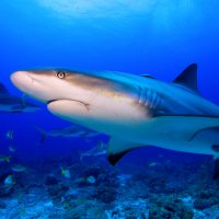 Caribbean Reef Shark
