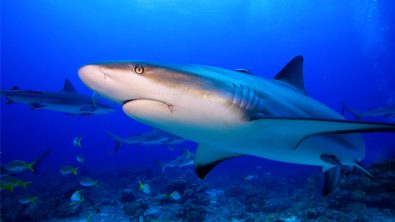 Caribbean Reef Shark