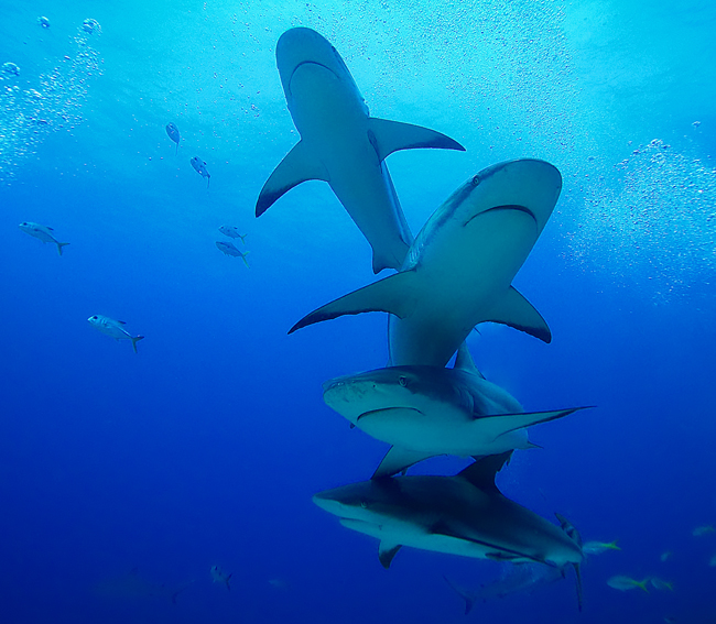 Four Caribbean Reef Sharks, Roatan