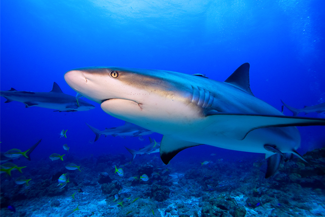 Caribbean Reef Shark