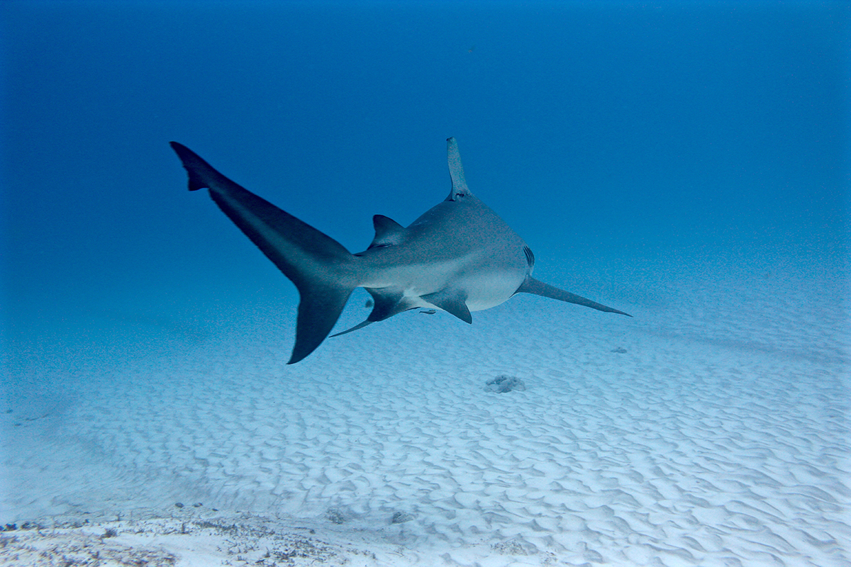 Bull Sharks - Photo supplied by Erika Sullivan