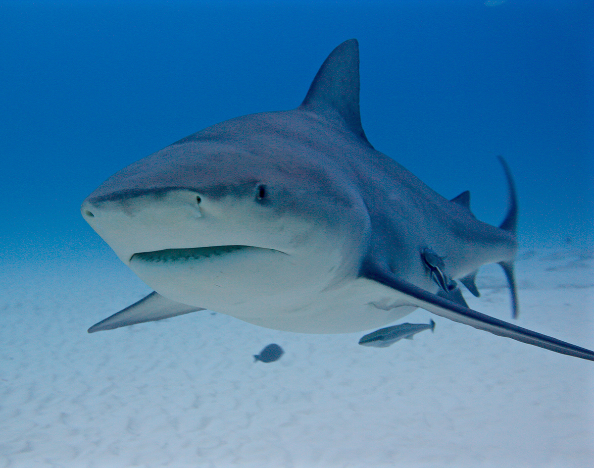 Bull Sharks - Photo supplied by Erika Sullivan