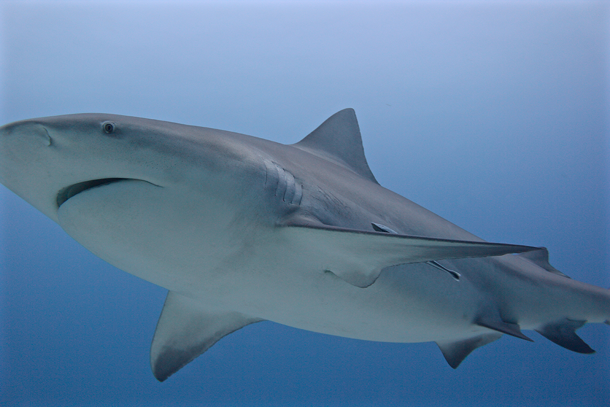 Bull Sharks - Photo by Erika Sullivan