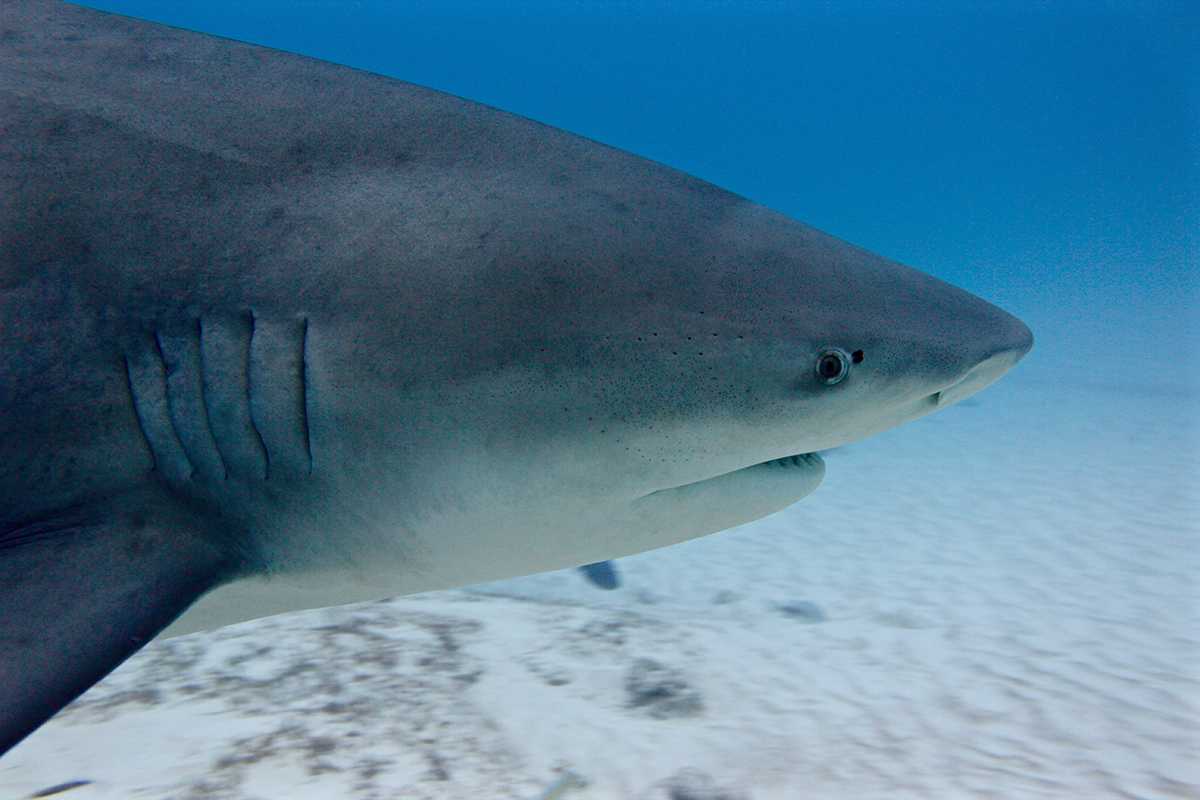 Bull Sharks - Photo supplied by Erika Sullivan