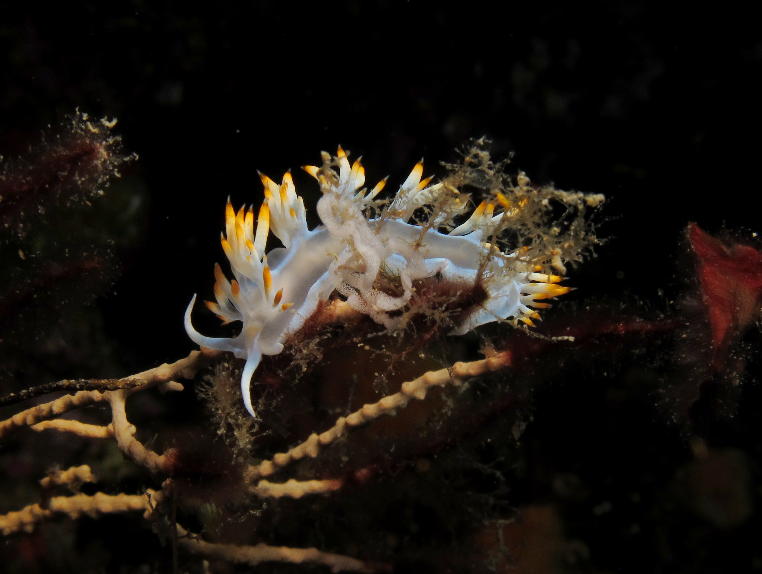 Nudibranch Croatia