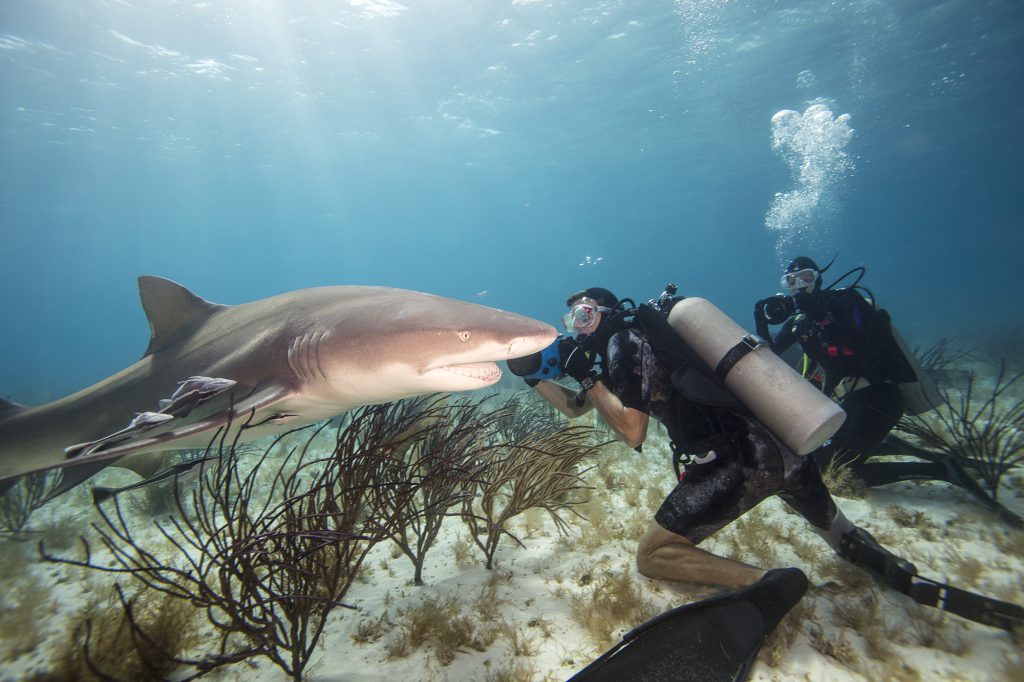 Mike coots shark photographer