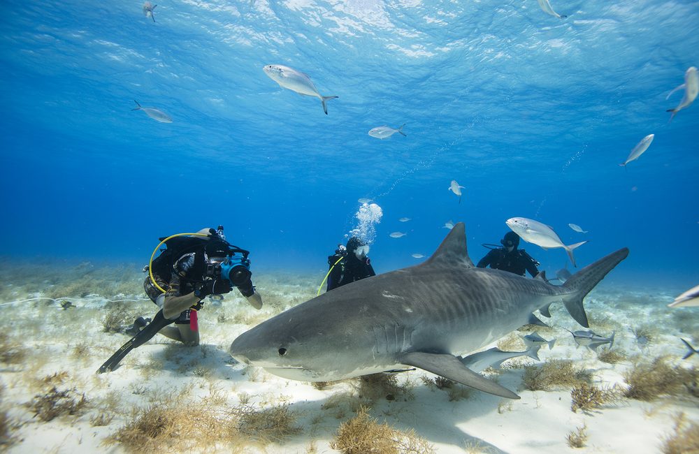 For PADI, Every Week is Shark Week
