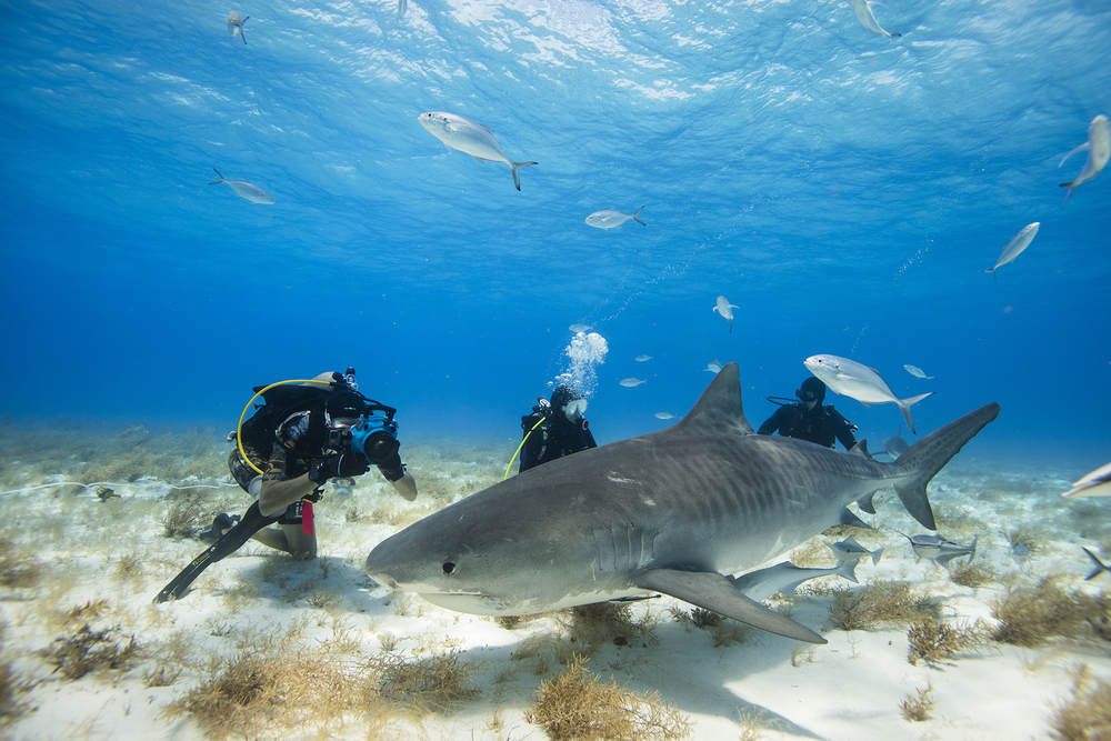 plongee sous marine snorkling avec les requins sud sauvage et st
