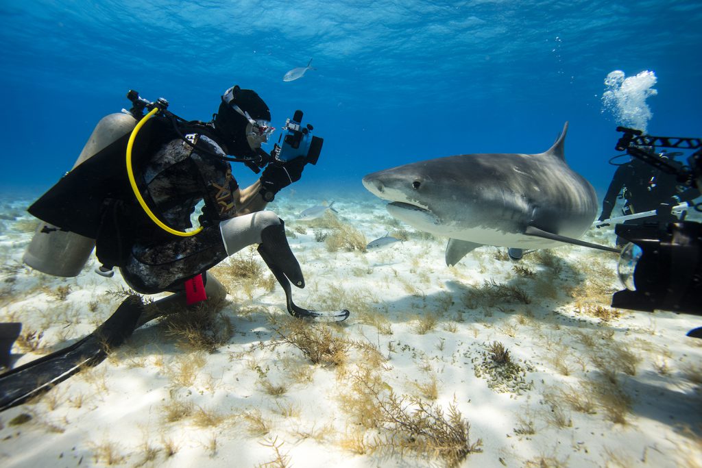 Mike Coots in the Bahamas diving with tiger sharks