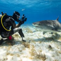 Mike Coots in the Bahamas diving with tiger sharks