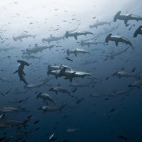 Photographing the Ocean's Apex Predators Hammerheads