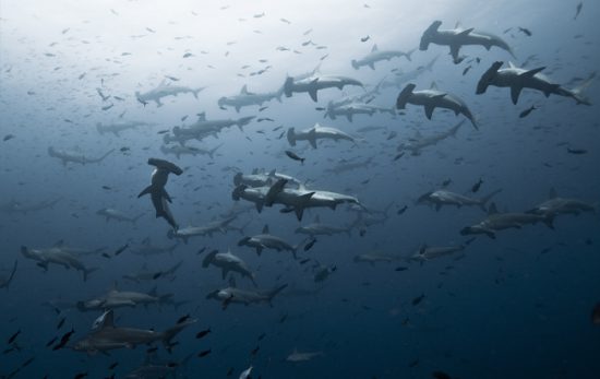 Photographing the Ocean's Apex Predators Hammerheads