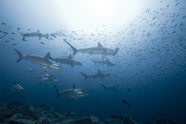 Photographing the Ocean's Apex Predators