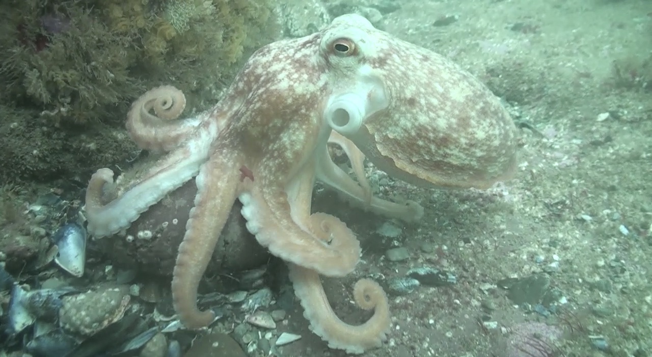 The suprising Marine life of the British Isles - Octopus