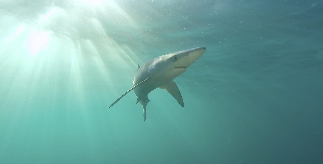 The surprising Marine Life of the British Isles