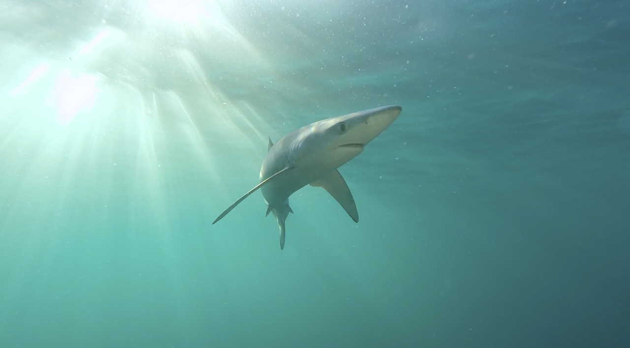 The suprising Marine life of the British Isles - Shark