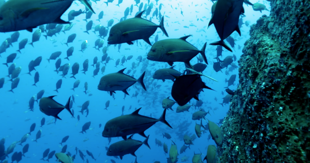 Vast quantity of fish in Socorro Island