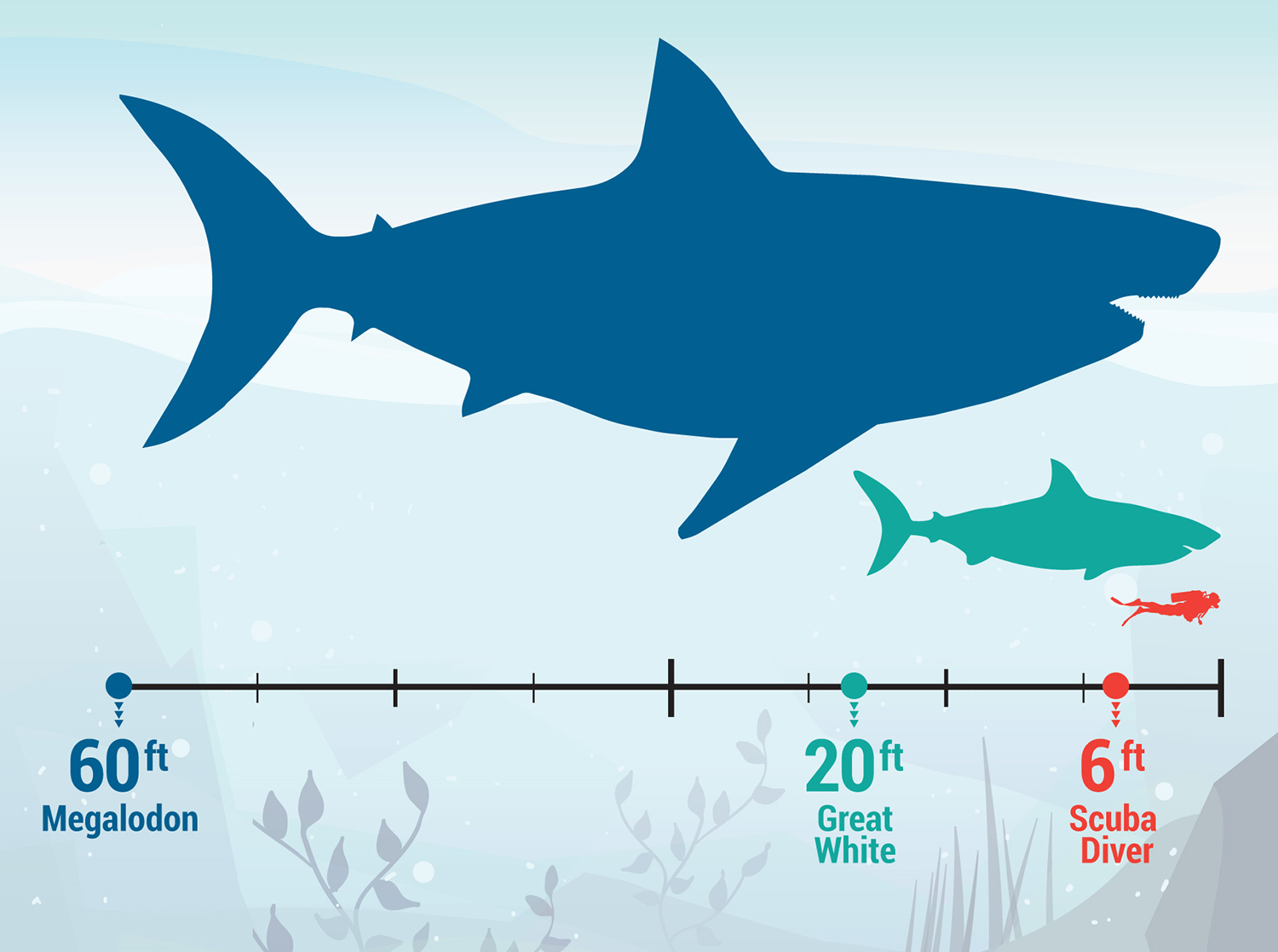 megalodon size comparison tooth