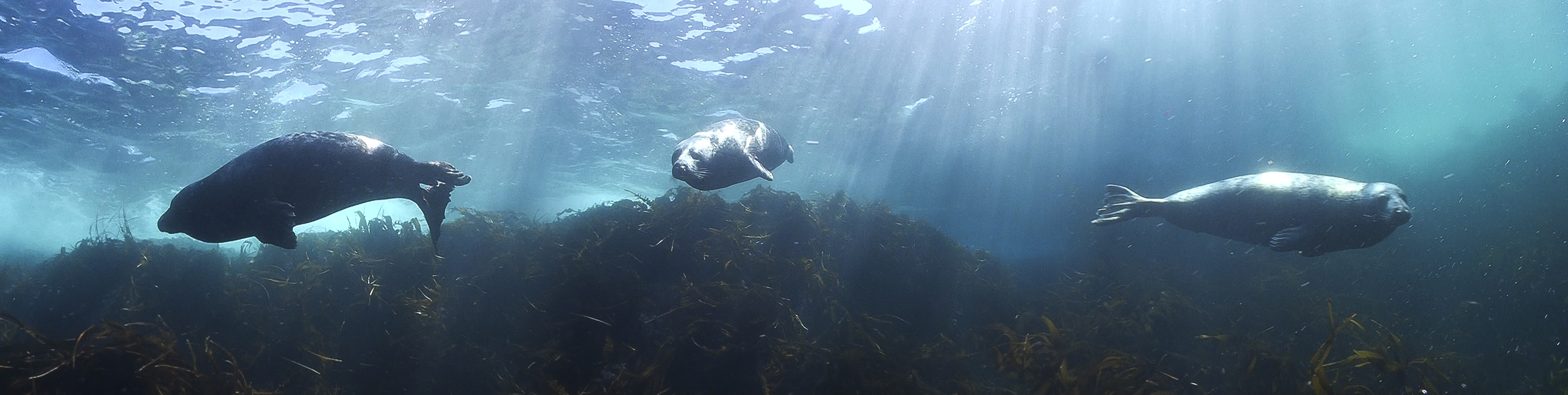 The suprising Marine life of the British Isles - Seals