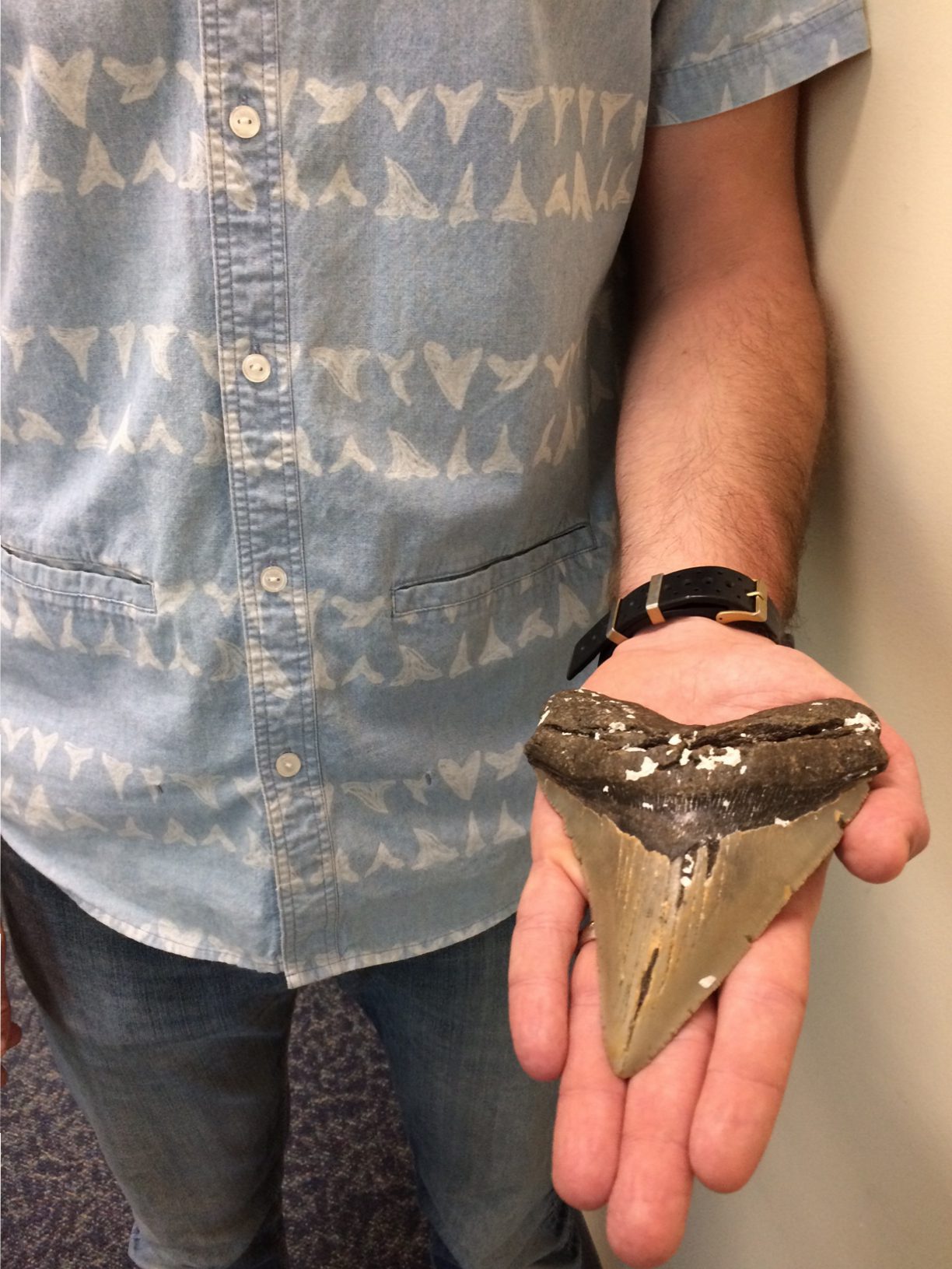 megalodon shark teeth