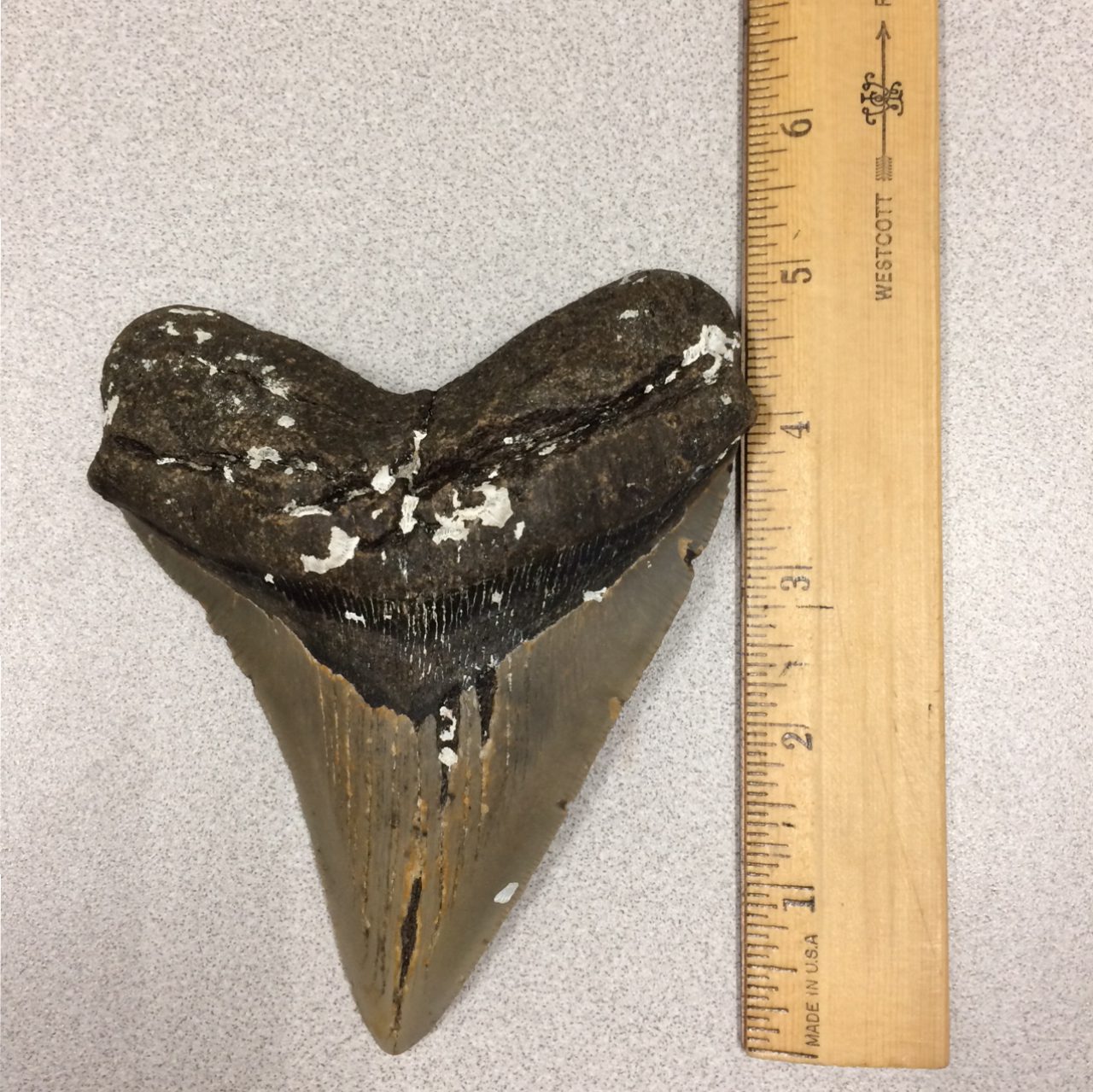 megalodon shark teeth