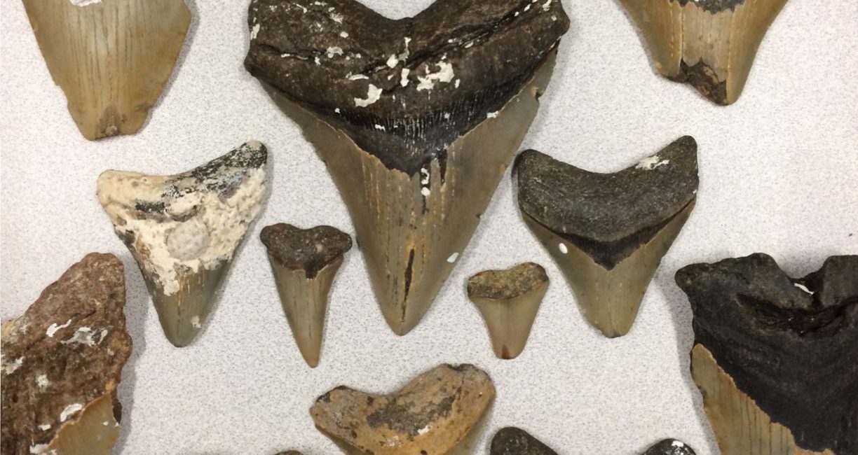 Megalodon Shark Facts – The Largest Known Ocean Predator