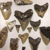 megalodon shark teeth