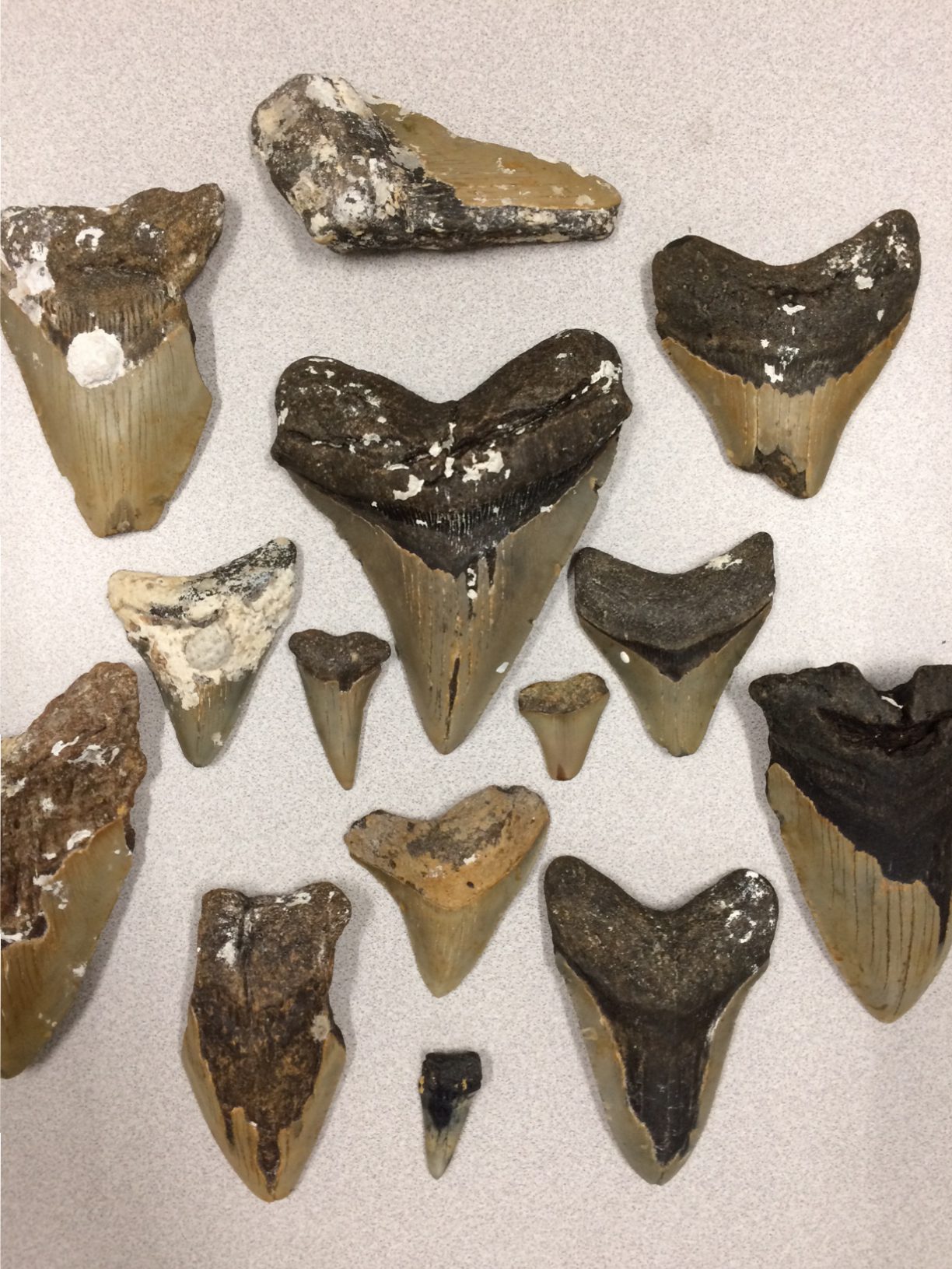 megalodon shark teeth