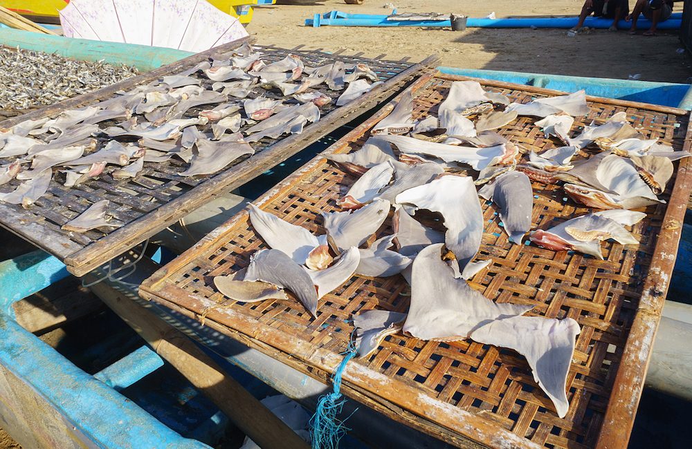Why Does Shark Finning Happen?