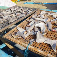 shark fins