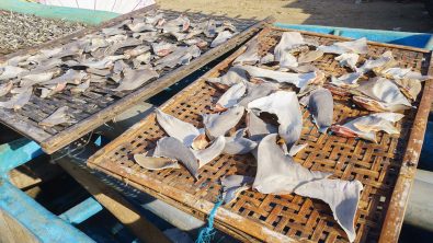 shark fins
