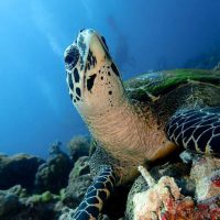 scuba diving - turtle