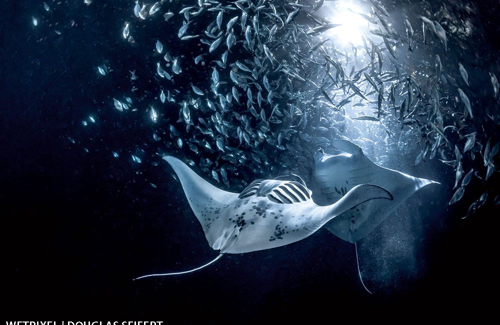 Close Focus: The Manta Ray World by Night