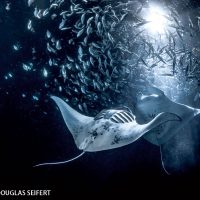 manta ray night dive in kona hawaii