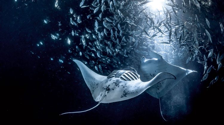 manta ray night dive in kona hawaii