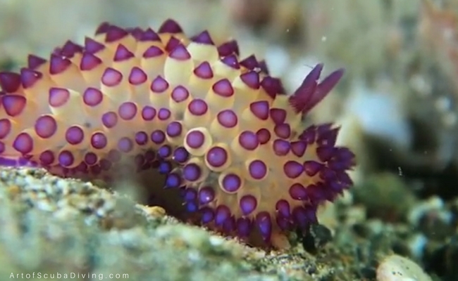 Macro Critters of the Philippines