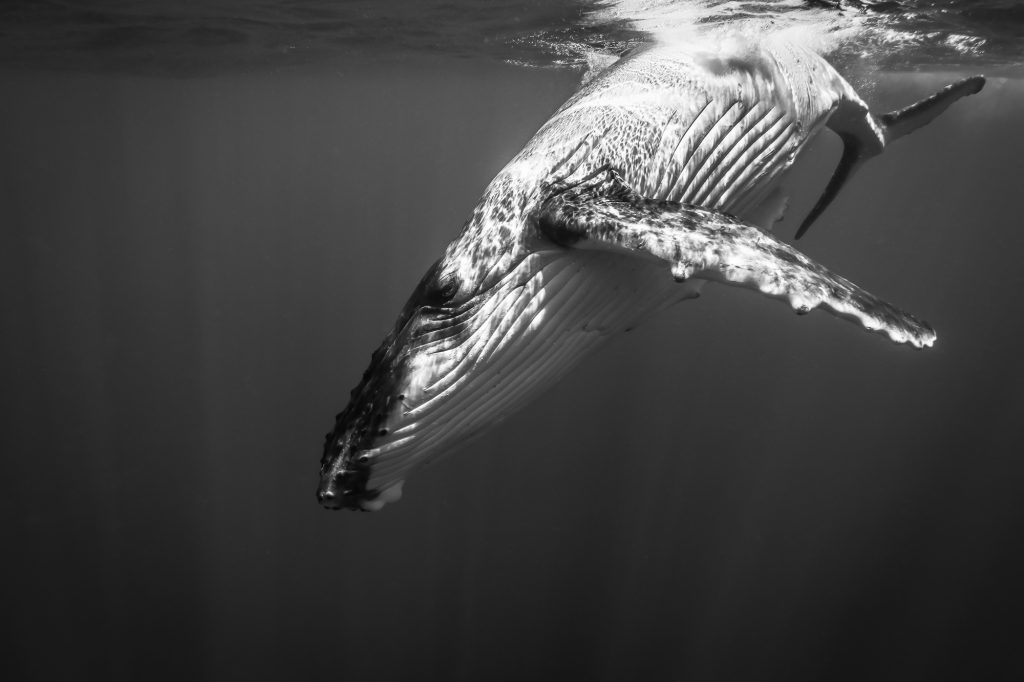 Swimming with Humpback whales in Tonga Photo: Tre' Packard