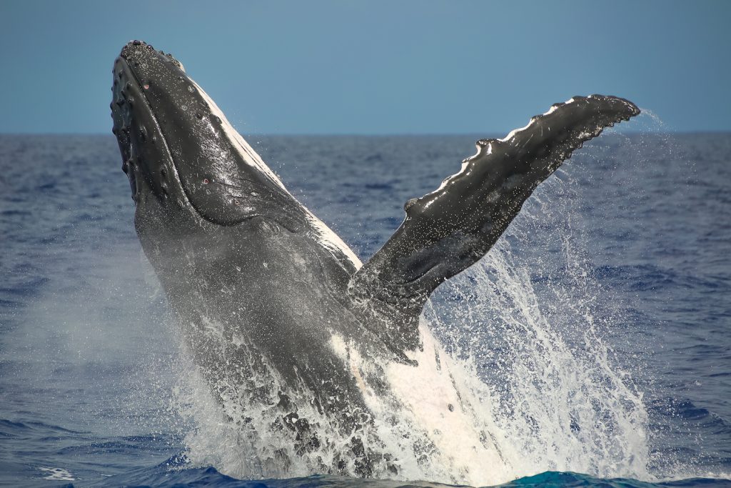 Swimming with Humpback whales in Tonga Photo: Tre' Packard