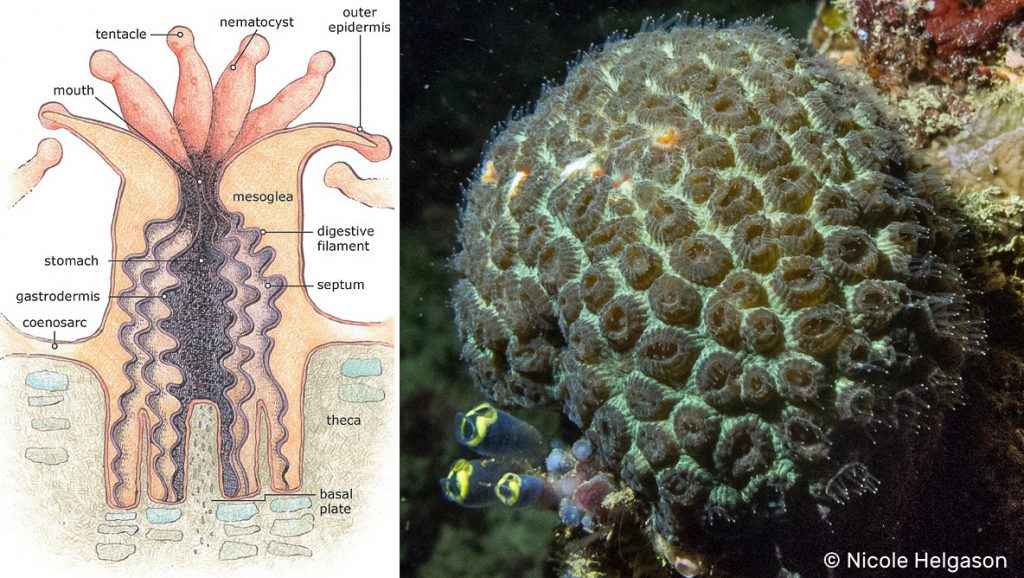 Coral reef composition