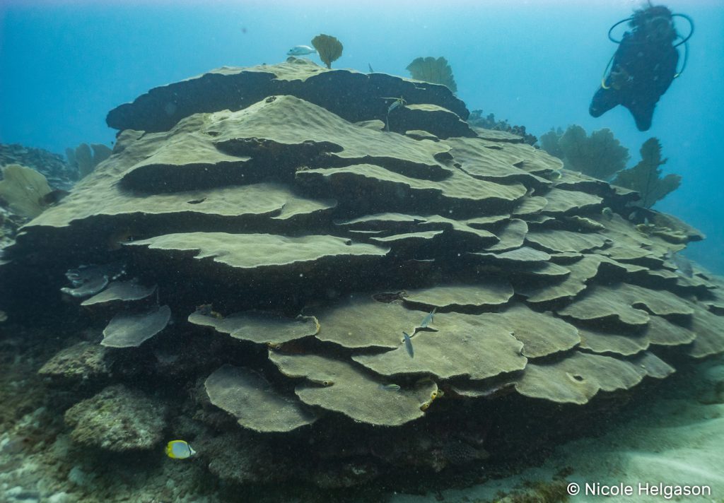 giant orbicella coral 